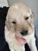 Mr.  Brown, a male Golden Retriever for sale in Raeford, NC – 4 of 4