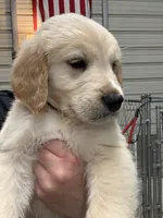 Mr. Red, a male Golden Retriever for sale in Raeford, NC – 3 of 3