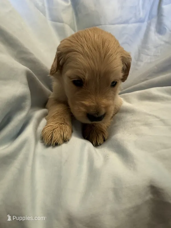 Mr. Grey – Golden Retriever puppy for sale in Raeford, NC