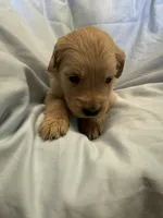 Mr. Grey, a male Golden Retriever for sale in Raeford, NC – Photo 1 of 4