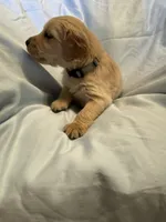Mr. Grey, a male Golden Retriever for sale in Raeford, NC – Photo 3 of 4