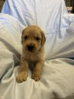 Mr. Grey, a male Golden Retriever for sale in Raeford, NC – Photo 4 of 4