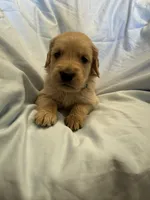 Mr. Grey, a male Golden Retriever for sale in Raeford, NC – Photo 2 of 4