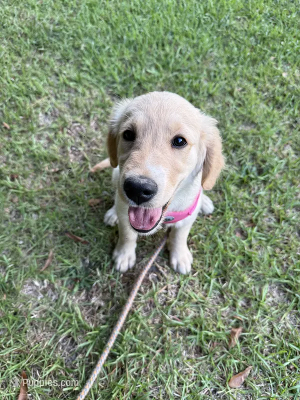 Miss Blue – Golden Retriever puppy for sale in Raeford, NC