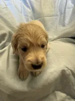 Mr. Blue, a male Golden Retriever for sale in Raeford, NC – Photo 3 of 4