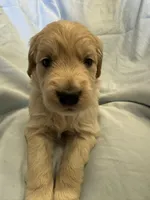 Mr. Blue, a male Golden Retriever for sale in Raeford, NC – Photo 1 of 4