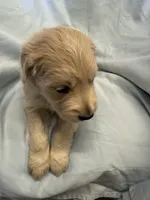 Mr. Blue, a male Golden Retriever for sale in Raeford, NC – Photo 2 of 4