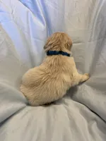 Mr. Blue, a male Golden Retriever for sale in Raeford, NC – Photo 4 of 4