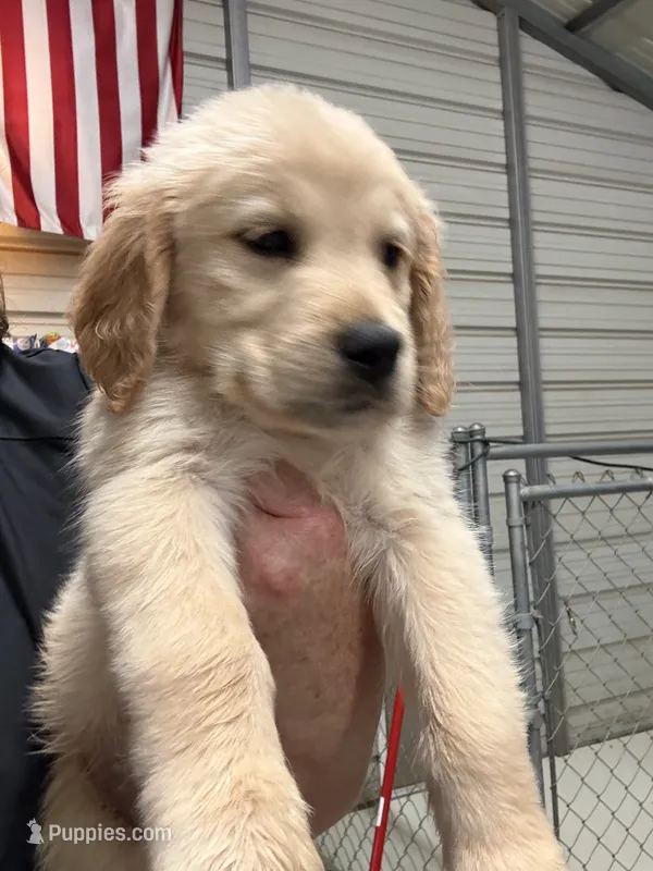 Mr.  Brown – Golden Retriever puppy for sale in Raeford, NC