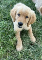 Pink, a female Golden Retriever for sale in Concordia, MO – 2 of 2