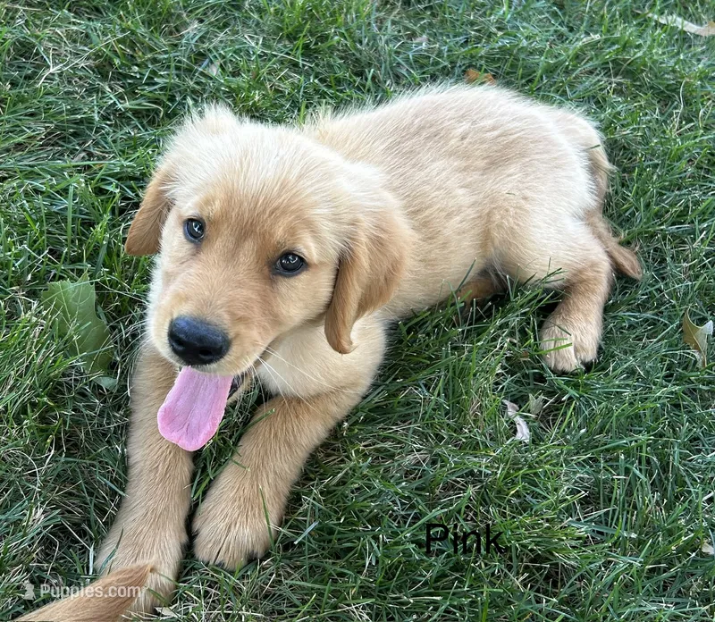 Pink – Golden Retriever puppy for sale in Concordia, MO