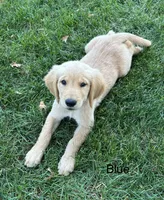 Blue, a female Golden Retriever for sale in Concordia, MO – 2 of 2