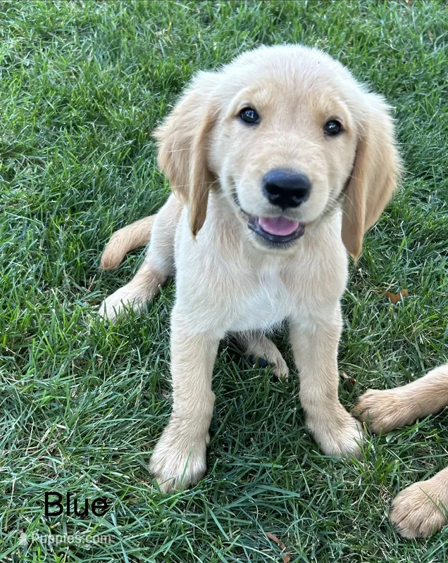 Blue – Golden Retriever puppy for sale in Concordia, MO