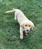 Purple, a female Golden Retriever for sale in Concordia, MO – 2 of 2