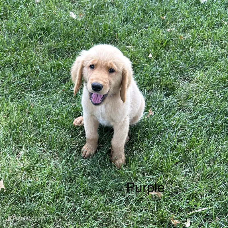 Purple – Golden Retriever puppy for sale in Concordia, MO
