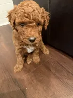 Milo, a male Labradoodle for sale in Thousand Oaks, CA – 3 of 3