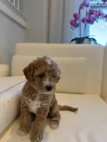 Mochi, a male Labradoodle for sale in Thousand Oaks, CA – 3 of 5