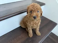 Daisy, a female Labradoodle for sale in Thousand Oaks, CA – 3 of 3