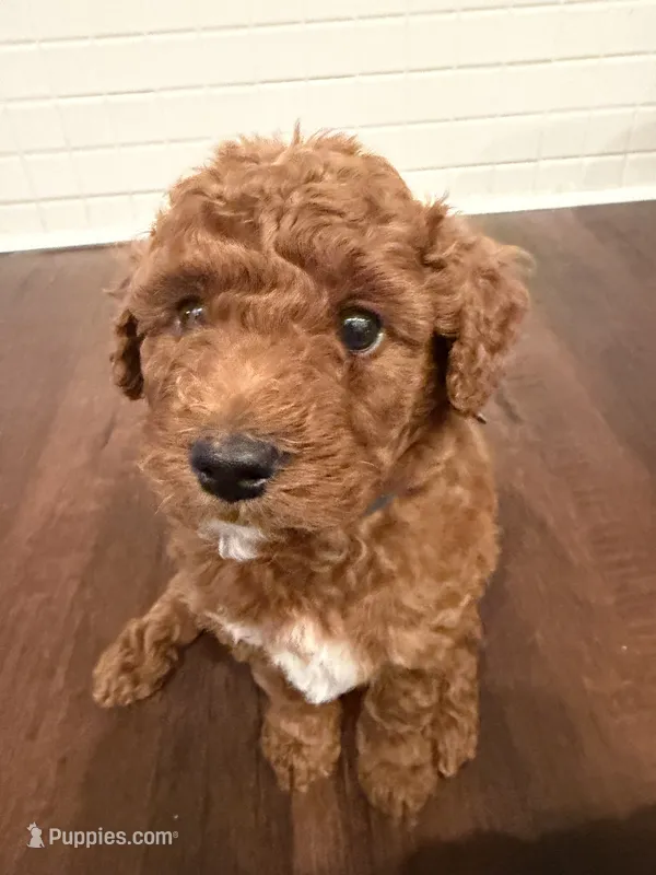 Milo – Labradoodle puppy for sale in Thousand Oaks, CA