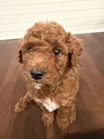 Milo, a male Labradoodle for sale in Thousand Oaks, CA – 1 of 3