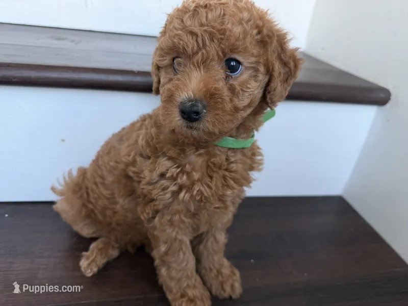 Daisy – Labradoodle puppy for sale in Thousand Oaks, CA