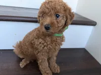 Daisy, a female Labradoodle for sale in Thousand Oaks, CA – 1 of 3