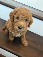 Rocky, a male Labradoodle for sale in Thousand Oaks, CA – 2 of 2