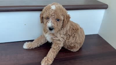 Mochi, a male Labradoodle for sale in Thousand Oaks, CA – 5 of 5