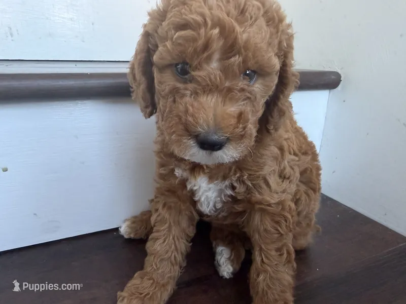 Coco – Labradoodle puppy for sale in Thousand Oaks, CA