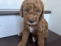 Coco, a female Labradoodle for sale in Thousand Oaks, CA – 1 of 3