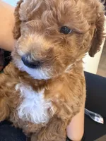 Coco, a female Labradoodle for sale in Thousand Oaks, CA – 2 of 3