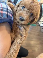 Daisy, a female Labradoodle for sale in Thousand Oaks, CA – 2 of 3
