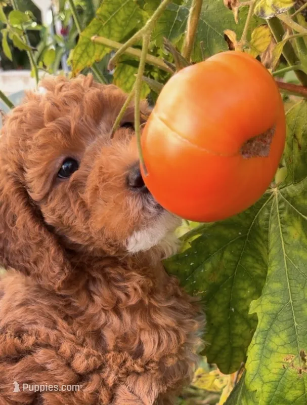 Coco – Labradoodle puppy for sale in Thousand Oaks, CA