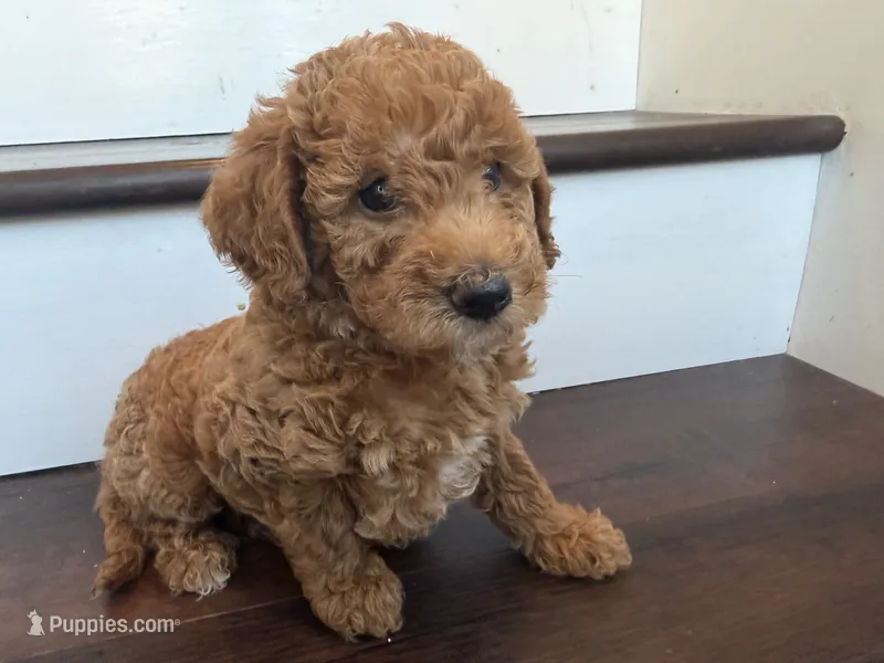 Rocky – Labradoodle puppy for sale in Thousand Oaks, CA