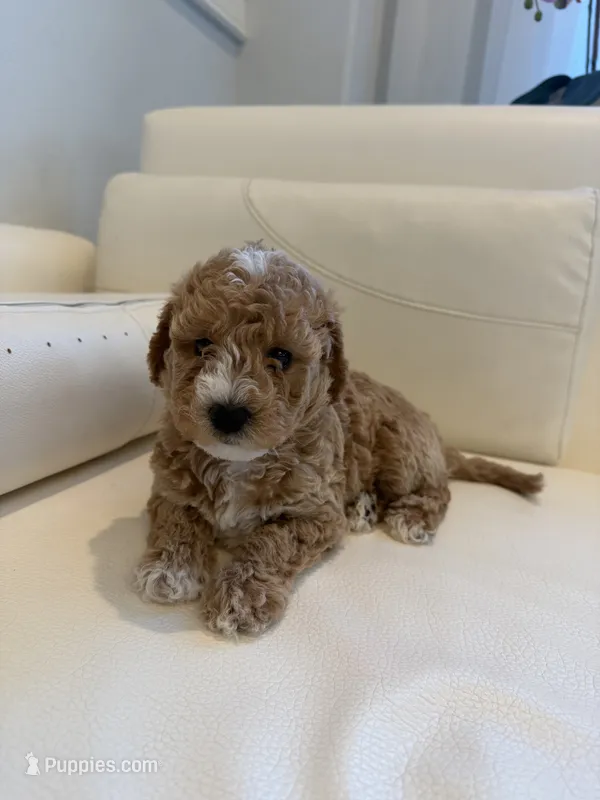 Mochi – Labradoodle puppy for sale in Thousand Oaks, CA