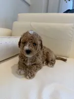 Mochi, a male Labradoodle for sale in Thousand Oaks, CA – 1 of 5