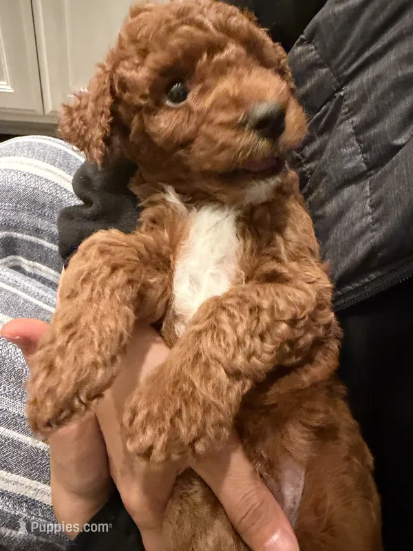 Milo – Labradoodle puppy for sale in Thousand Oaks, CA