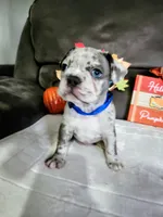 Axel , a male Boston Terrier and French Bulldog for sale in Pasco, WA – 1 of 3