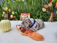 Little Rhino, a male Boston Terrier and French Bulldog for sale in Pasco, WA – 2 of 4