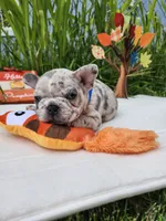 Little Rhino, a male Boston Terrier and French Bulldog for sale in Pasco, WA – 3 of 4