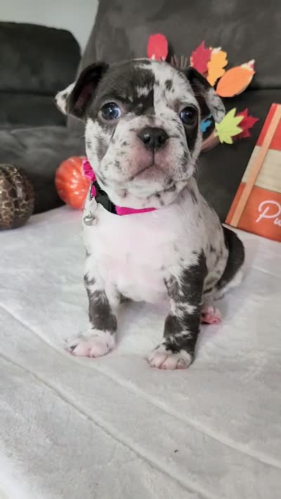 Bella Blue, a female Boston Terrier and French Bulldog for sale in Pasco, WA – 4 of 5