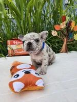 Little Rhino, a male Boston Terrier and French Bulldog for sale in Pasco, WA – 4 of 4