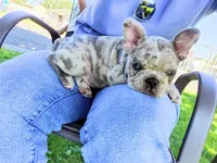 Little Rhino, a male Boston Terrier and French Bulldog for sale in Pasco, WA – 6 of 8