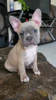 Luna, a female Frenchton for sale in Pasco, WA – 1 of 4