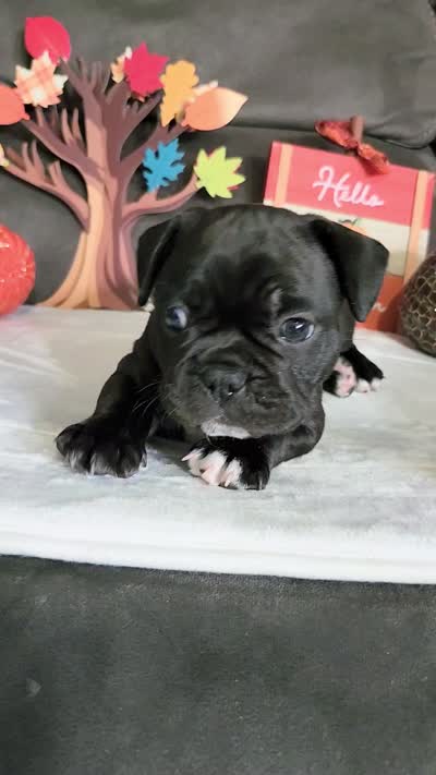 Luca, a male Boston Terrier and French Bulldog for sale in Pasco, WA – 3 of 3