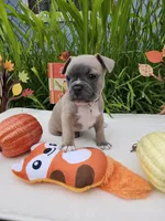 Luna, a female Boston Terrier and French Bulldog for sale in Pasco, WA – 3 of 5