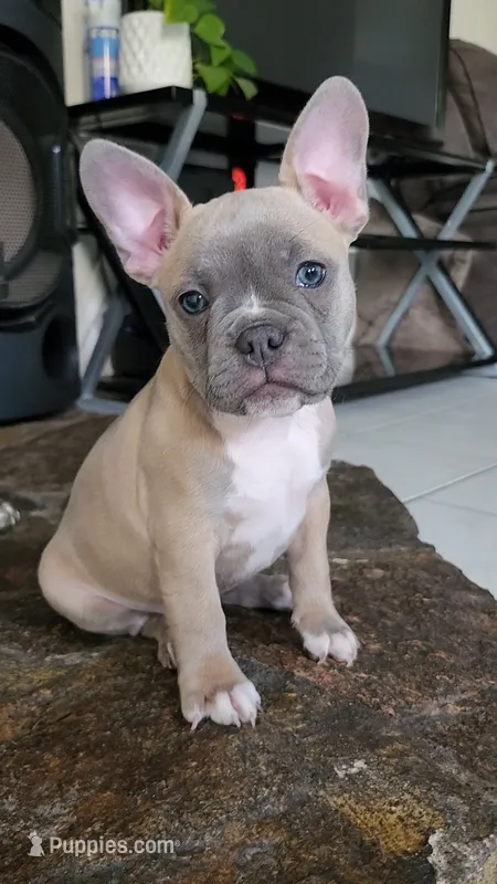 Luna – Boston Terrier, French Bulldog puppy for sale in Pasco, WA