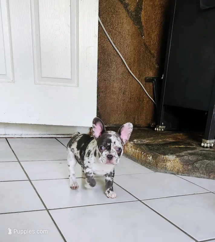 Bella Blue – Boston Terrier, French Bulldog puppy for sale in Pasco, WA
