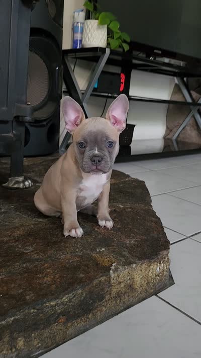 Luna, a female Boston Terrier and French Bulldog for sale in Pasco, WA – 8 of 8