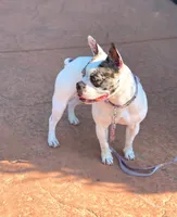 Luna, a female Boston Terrier and French Bulldog for sale in Pasco, WA – 2 of 5
